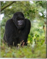 Framed Rwanda, Kigoma, Mountain Gorilla, No 3 Silverback