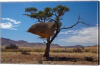 Framed Sociable weavers nest, Namib Desert, Southern Namibia