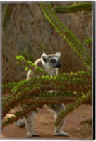 Framed Ring-tailed lemur wildlife, Berenty Reserve, MADAGASCAR