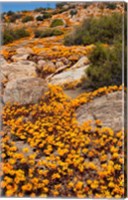 Framed South Namaqualand. Orange wildflower blossoms