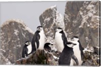 Framed South Georgia Island, Cooper Bay, Chinstrap penguins
