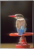 Framed South Kruger NP, Brown-hooded kingfisher