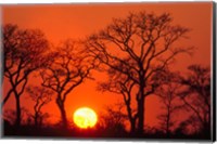 Framed South Africa, Kruger NP, Trees silhouetted at sunset