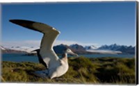 Framed Wandering Albatross bird