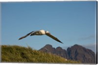 Framed Flying Albatross
