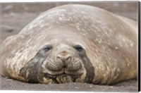 Framed South Shetland Islands, Southern elephant seal