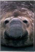 Framed South Georgia Island, Southern Elephant Seal