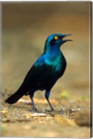 Framed South Africa, Kruger, Greater Blue Eared Starling bird