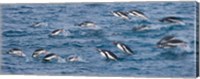 Framed South Georgia Island, Gentoo penguins