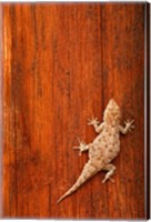 Framed Tokay Gecko lizard, Striated Wood, Africa