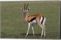 Framed Thomson's Gazelle antelope, Maasai Mara, Kenya