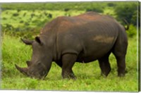 Framed Southern white rhinoceros, Kruger National Park, South Africa