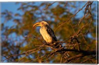 Framed Southern Yellow-billed Hornbill, Hwange NP, Zimbabwe, Africa