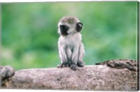 Framed Tanzania, Ngorogoro Crate, Wild vervet monkey baby