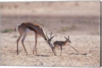 Framed Springbok Mother Helps Newborn, Kalahari Gemsbok National Park, South Africa