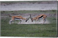 Framed Thomson's Gazelles Fighting, Tanzania