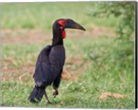 Framed Tanzania, Southern Ground Hornbill bird