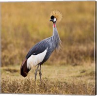Framed Tanzania, Black Crowned Crane, Ngorongoro Crater
