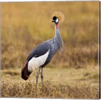 Framed Tanzania, Black Crowned Crane, Ngorongoro Crater