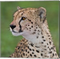 Framed Tanzania, Cheetah, Ndutu, Ngorongoro Area
