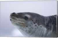 Framed Visitors Get Close-up View of Leopard Seal on Iceberg in Cierva Cove, Antarctic Peninsula