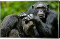 Framed Uganda, Kibale Forest Reserve, Chimpanzee, primate