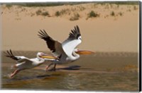 Framed White Pelicans, Sandwich Harbor, Namib-Naukluft, Namibia