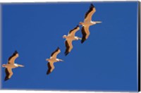 Framed White Pelicans in the sky, Sandwich Harbor, Namibia