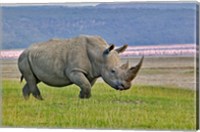 Framed White Rhinoceros and Lesser Flamingos, Lake Nakuru National Park, Kenya