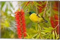 Framed Variable Sunbird, Aberdare Country Club, Nyeri, Kenya