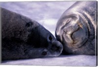 Framed Weddell Fur Seal Cow and Pup, Antarctica