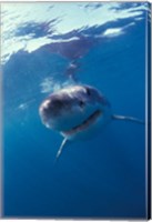 Framed Underwater View of a Great White Shark, South Africa
