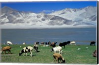 Framed View of Grazing Sheep, Karakuli Lake and Mt Kunlun, Silk Road, China
