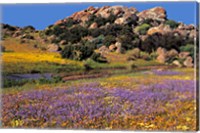 Framed Wildflowers Flourish, Namaqualand, Northern Cape Province, South Africa