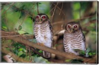 Framed White Browed Owls, Madagascar