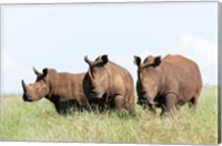 Framed White rhinoceros, Kenya