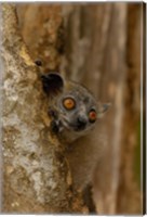 Framed White-footed sportive lemur, Berenty Reserve, MADAGASCAR