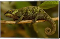 Framed True Chameleon, Lizard, Madagascar, Africa