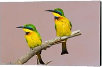 Framed Two little bee-eater birds on limb, Kenya