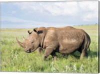 Framed White rhinoceros, Ceratotherium simum, Kenya, Africa