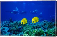 Framed Yellow Butterflyfish with Scuba Divers, Red Sea, Egypt