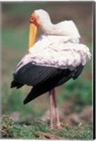 Framed Yellow-Billed Stork Grooming, Masai Mara Game Reserve, Kenya