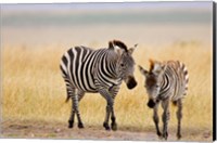 Framed Zebra and Juvenile Zebra on the Maasai Mara, Kenya