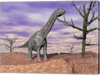 Framed Argentinosaurus standing on the cracked desert ground next to dead trees