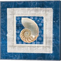 Framed 'Sea Shell II on Blue' border=