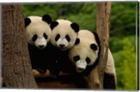 Framed Three Giant panda bears