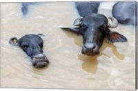 Framed Water Buffalo in Ganges River, Varanasi, India