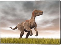 Framed Velociraptor dinosaur standing in the yellow grass
