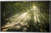 Framed Sunrays shining through a dark, misty forest, Liselund Slotspark, Denmark