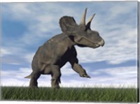 Framed Nedoceratops dinosaur grazing in grassy field